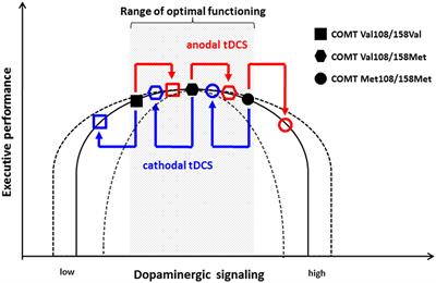 Genetic Modulation of Transcranial Direct Current Stimulation Effects on Cognition